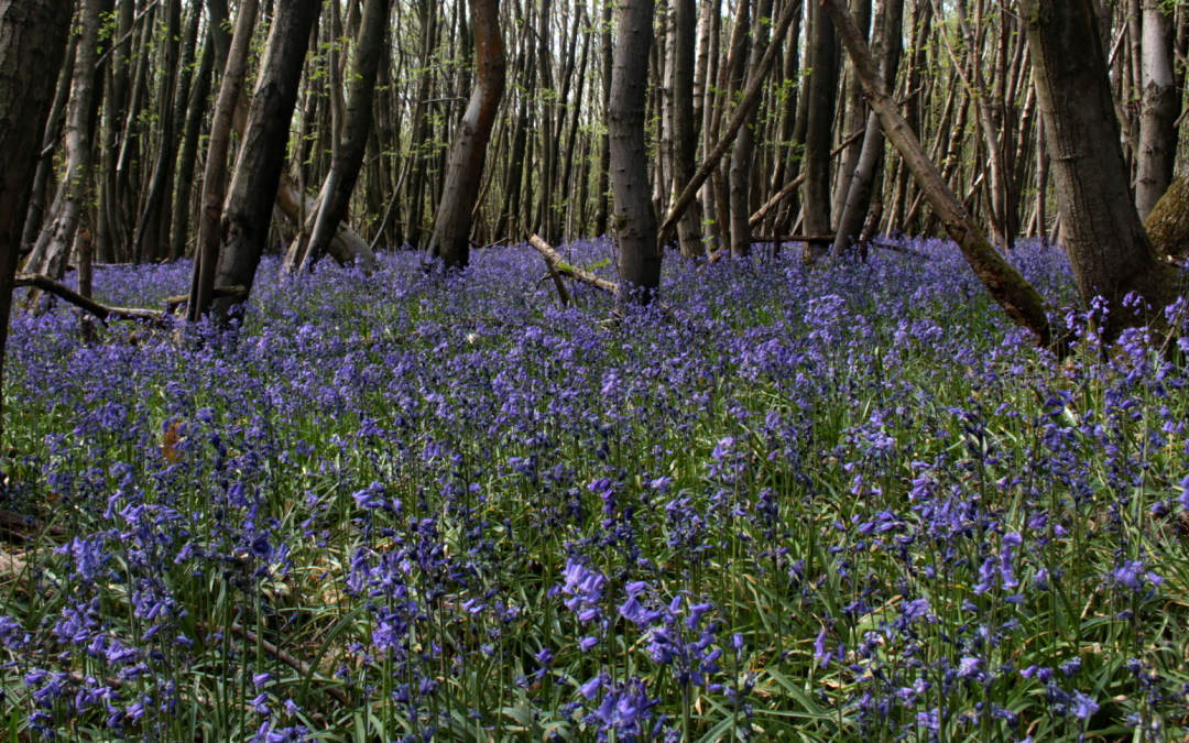 https://thecoddiwomplelady.com/wp-content/uploads/2019/08/Bluebells-1080x675.png