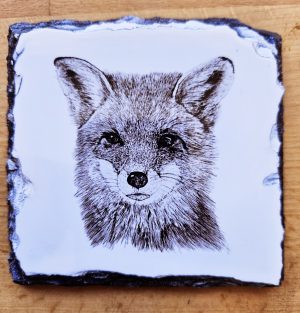 Fox Coaster